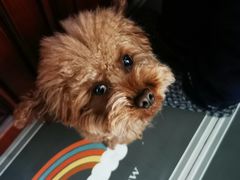 -派特宠物医院(圆融广场店)