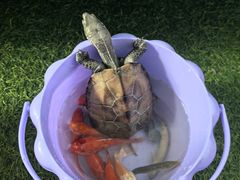 -绿色星球动物主题公园
