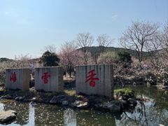 -香雪海