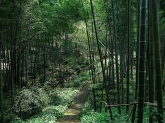 -蜀南竹海景区