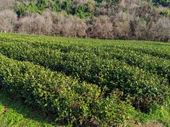-中国茶叶博物馆(双峰馆区)