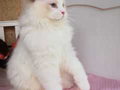 -东方名猫馆·英短金渐层布偶猫舍(环线广场1号楼店)