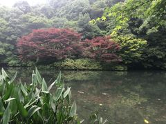 -龙井村