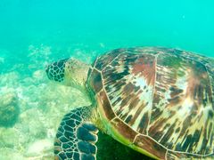 -阿波岛