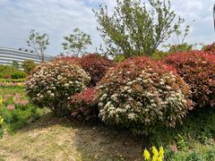 -春花秋色城市公园