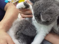 -乐琪宠物医院·犬猫专科·骨外科·急重症