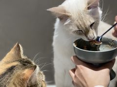 -Cappucimeow猫咪咖啡馆(韦伯时代店)