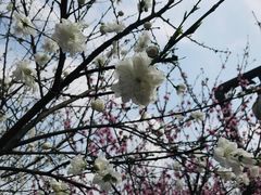-重庆彩云湖湿地公园