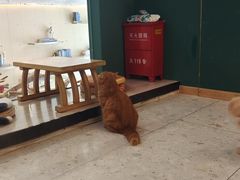 -飞行喵MR PILOT|猫舍·猫咖(静安大融城店)