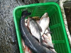 -桥西市场(环城西路)