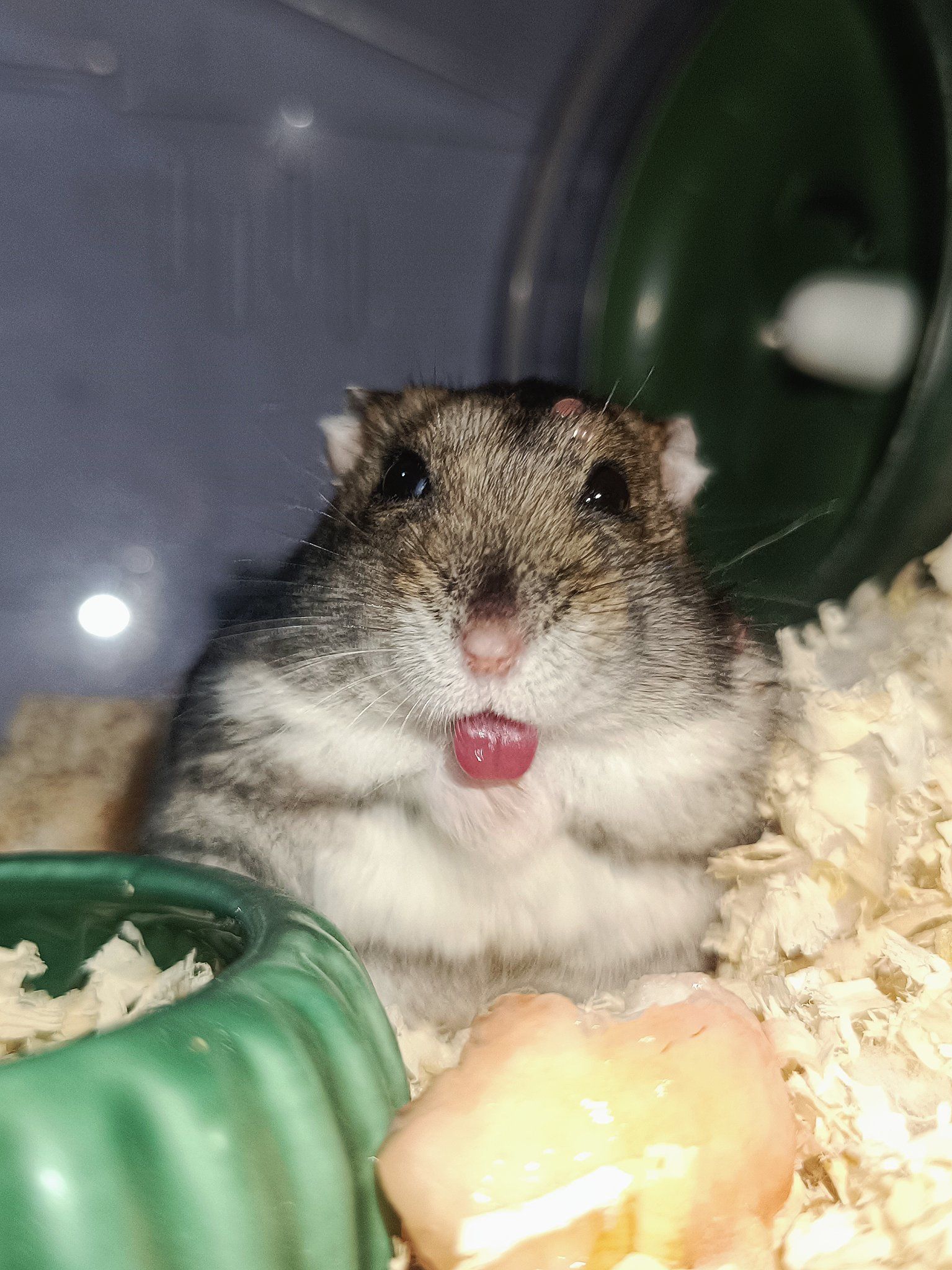 小仓鼠的憨态萌翻了