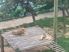 -西霞口神雕山野生动物世界