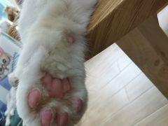 -李小姐の猫咖啡馆(五角场店)