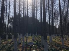 -绍兴镜湖国家城市湿地公园