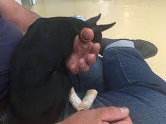-瑞派·关忠动物医院·猫专科·犬专科(三环新城店)