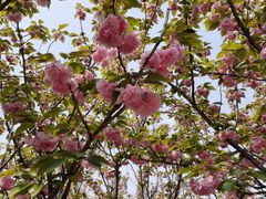 -高东镇樱花园