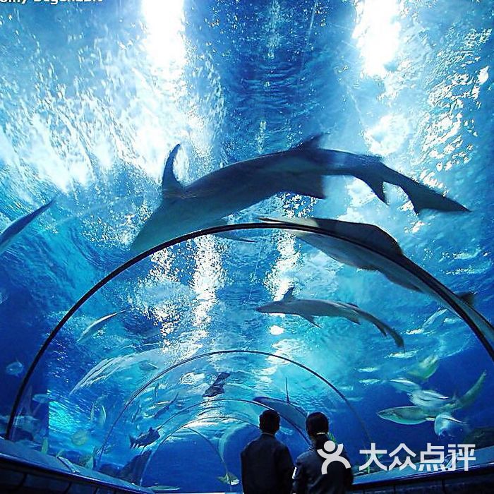 上海海洋水族館