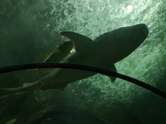 -洛阳龙门海洋馆