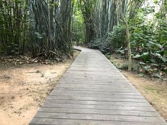 -大屏嶂森林公园
