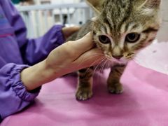 -北京观赏动物医院·24小时大型综合·猫专科·异宠专科