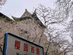 -武汉大学-樱园