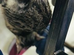 -玉椰林甜品店(创始店)