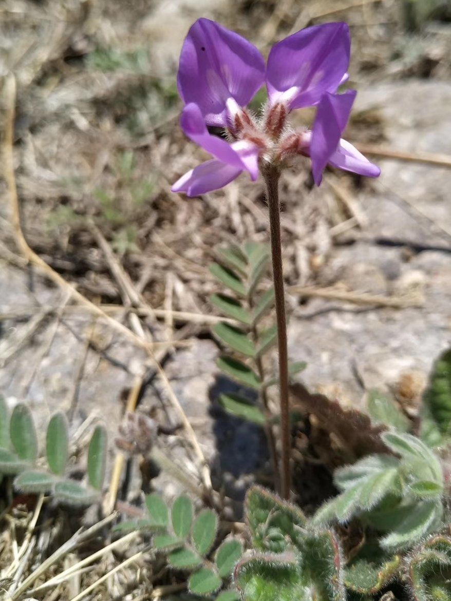 农村荒坡上的野草:米口袋