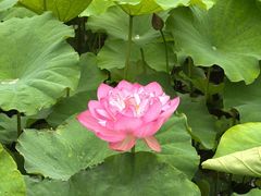 -陈家山荷花公园