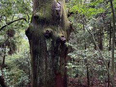 -天目山大树王景区