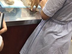 -安安宠医宠物医院·异宠·犬猫内科(岳阳分院)