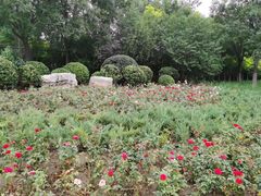 -西青郊野公园