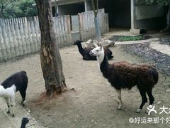 -成都动物园