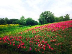 iphone_upload_pic-梁鸿国家湿地公园