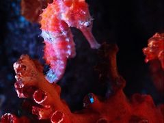 -暹罗海洋世界