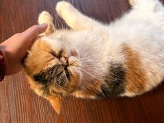 -猫岛主趣味餐厅(鼓浪屿店)