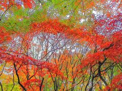 -秋霞圃