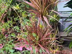 -花鸟鱼虫鲜花绿植市场(玉泉路店)