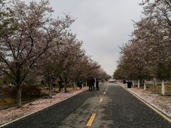 -天王浮山樱花园