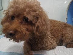 -达爱动物医院·犬猫分区·CT·复杂眼科(远洋山水分院)