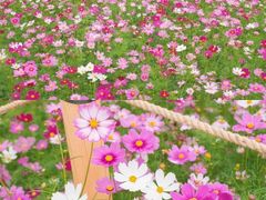 -海心沙亚运公园