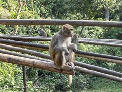 -西双版纳原始森林公园