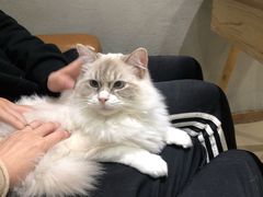 -藏猫猫咖啡主题馆(中央大道店)