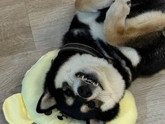 -柴迷FANS CLUB·柴犬狗咖·猫咖