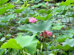 -白鹭湾湿地公园