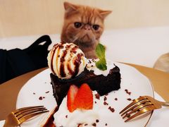 -飞行喵MR PILOT|猫舍·猫咖(静安大融城店)