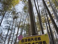 -东明山森林公园