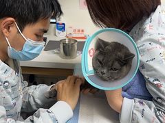 -瑞派天使宠物医院·神经外科·骨科·核磁CT(洛川中路店)