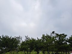 -小麦岛公园