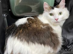 -严国平动物医院(德政总院)