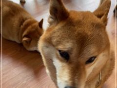 -柴犬高等学院·狗咖·柴犬售卖·宠物训练